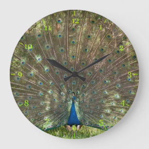 Indian peacock peafowl displaying a plumage large clock