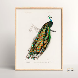 Indian Peafowl Vintage Drawing Charles d Orbigny Poster