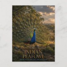 Indian Peafowl Woodland Edge ANIMALS