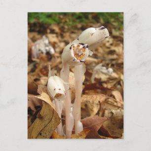 Indian Pipe calendar ~ postcard