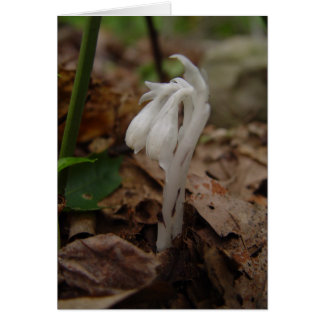 Indian Pipe - Customized