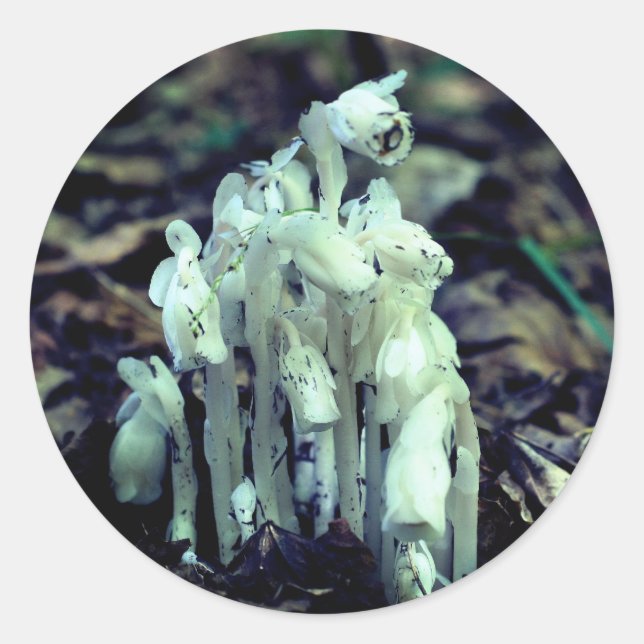 Indian Pipe Wildflower Mushrooms Nature  Classic Round Sticker (Front)