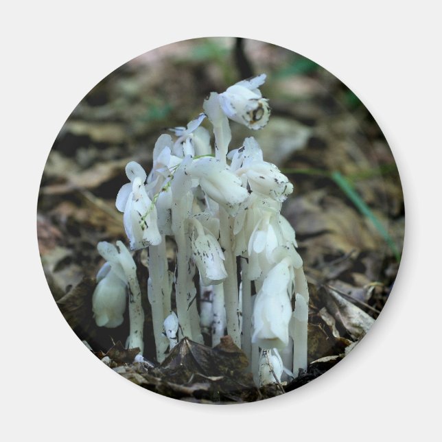 Indian Pipe Wildflowers Nature  Magnet (Front)
