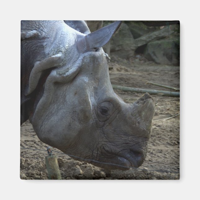 Indian Rhinoceros Magnet (Front)