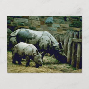 Indian Rhinos Postcard