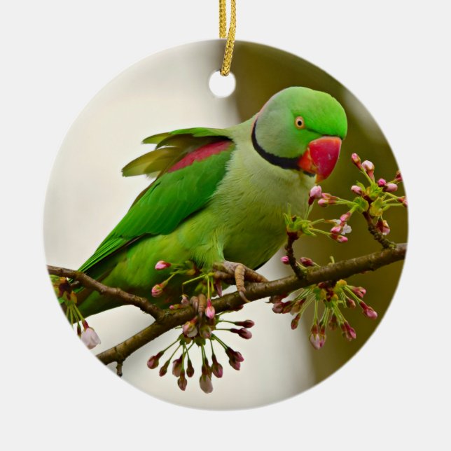 Indian ring-neck Parrot Ceramic Ornament (Front)