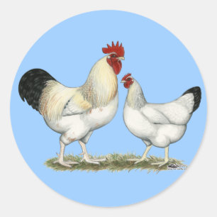 Indian River Chickens Classic Round Sticker