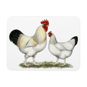 Indian River Chickens Magnet
