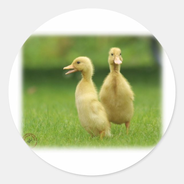 Indian Runner Ducklings 9W029D-024 Classic Round Sticker (Front)