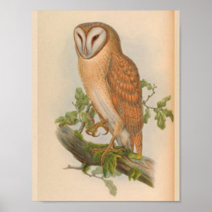 Indian Screech Owl Brown Vintage Bird Art Print