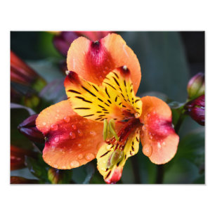 Indian Summer Flower Photo Print
