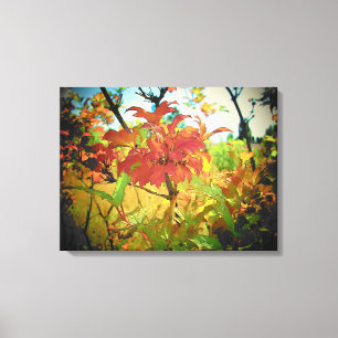 Indian Summer September Colours by djoneill Canvas Print