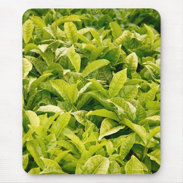 Indian variety of tea mouse pad (Front)
