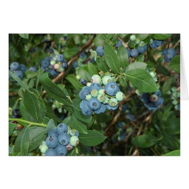 Indiana Blueberries (Front Horizontal)