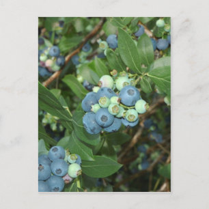 Indiana Blueberries Postcard