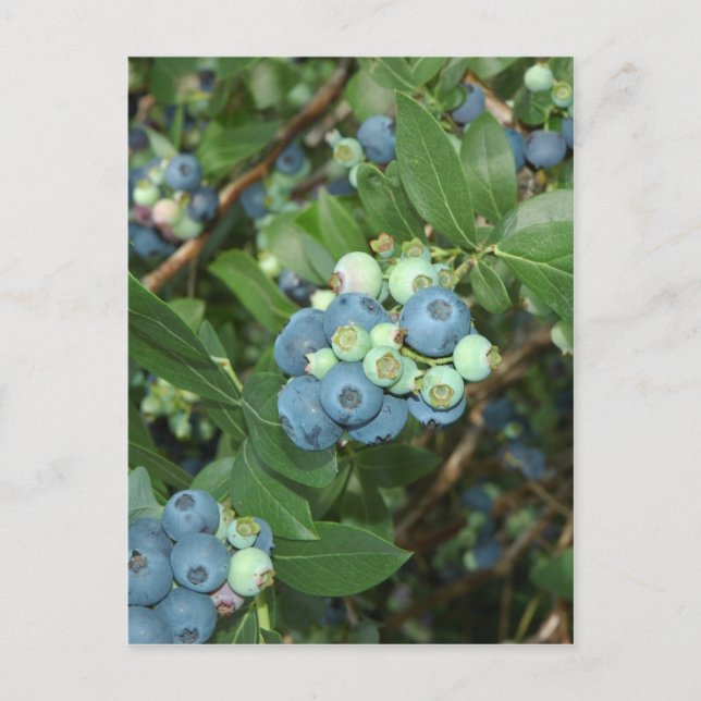 Indiana Blueberries Postcard (Front)