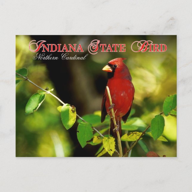 Indiana State Bird - Northern Cardinal Postcard (Front)