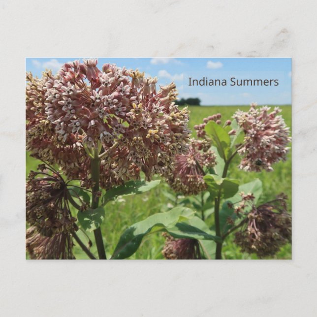 Indiana Summers Postcard (Front)