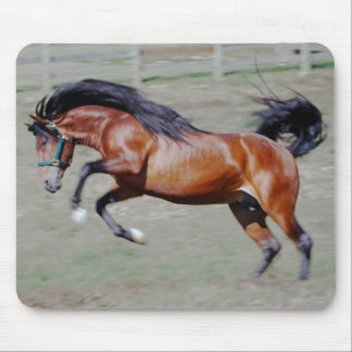 Indico VII Reaching Out Mouse Pad