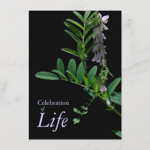 Indigo 1 Celebration of Life Funeral Announcement