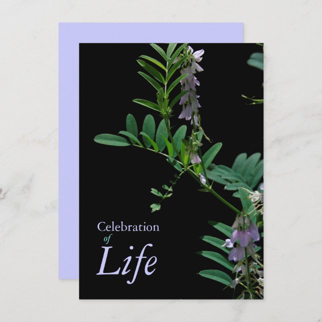 Indigo 2 Celebration of Life Funeral Announcement (Front/Back)