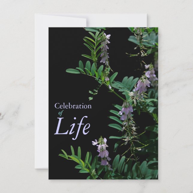 Indigo 3 Celebration of Life Funeral Announcement (Front)