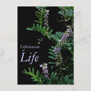 Indigo 3 Celebration of Life Funeral Announcement