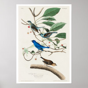Indigo Bird par Audubon Poster