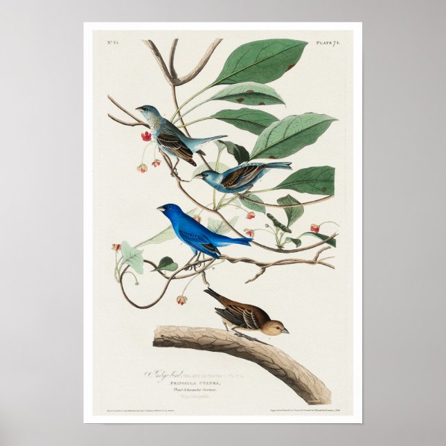 Indigo Bird par Audubon Poster (Devant)