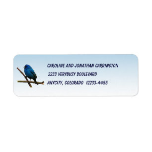 Indigo Bunting
