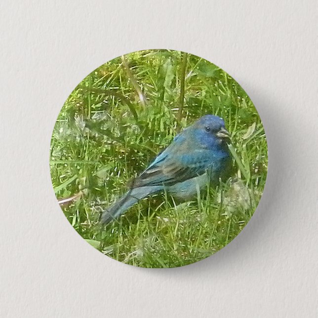 Indigo Bunting Button (Front)