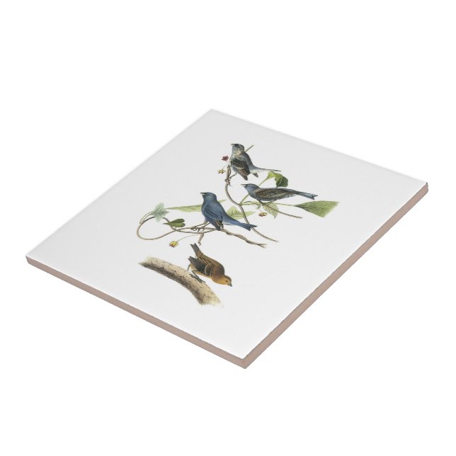 Indigo Bunting by Audubon Tile (Side)