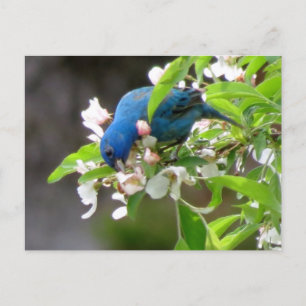 Indigo Bunting Feeding - Bird Postcard