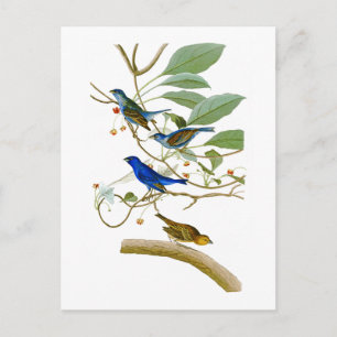 Indigo Bunting John James Audubon Birds of America Postcard