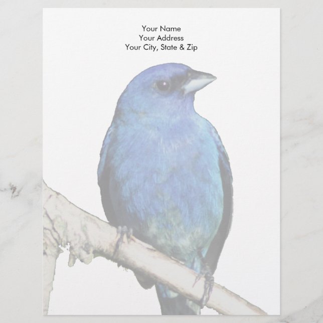 Indigo Bunting Letterhead (Front)