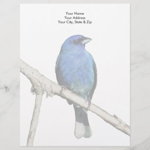 Indigo Bunting Letterhead