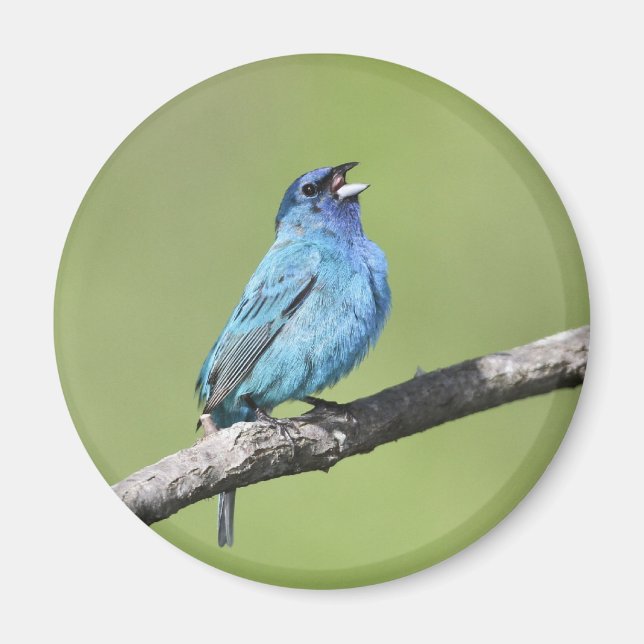 Indigo Bunting Magnet (Front)