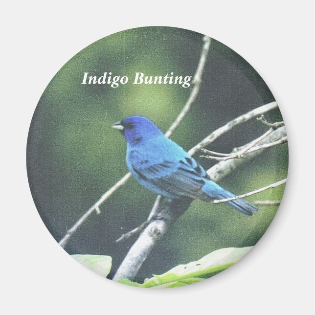 Indigo Bunting Magnet (Front)