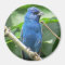 Indigo Bunting Magnet