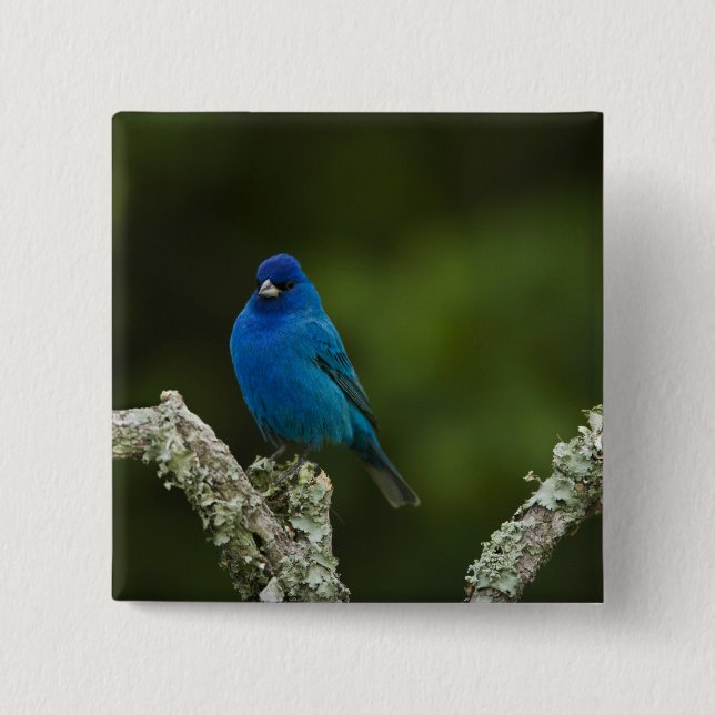 Indigo Bunting, Passerina cyanea, Coastal 2 Inch Square Button (Front)