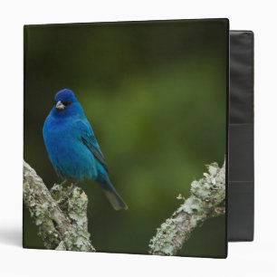 Indigo Bunting, Passerina cyanea, Coastal Binder