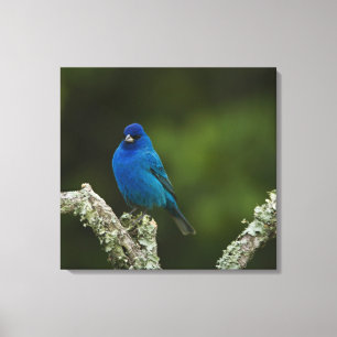 Indigo Bunting, Passerina cyanea, Coastal Canvas Print