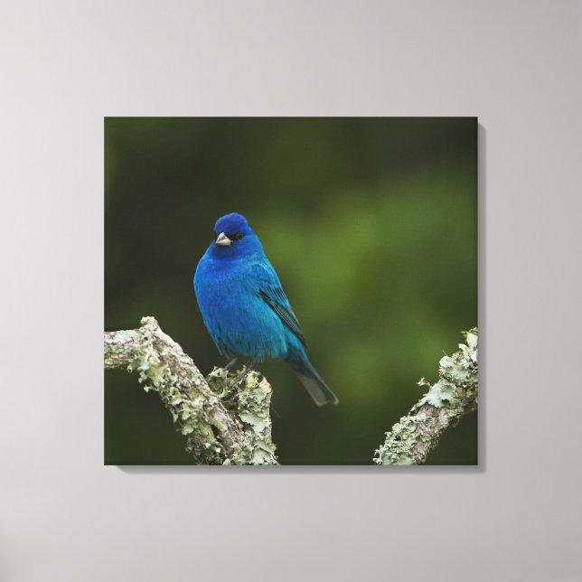 Indigo Bunting, Passerina cyanea, Coastal Canvas Print (Front)