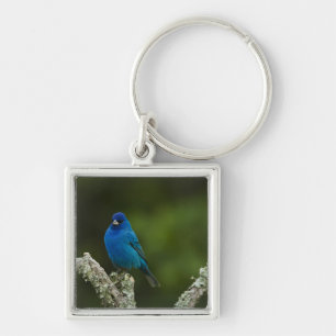 Indigo Bunting, Passerina cyanea, Coastal Keychain