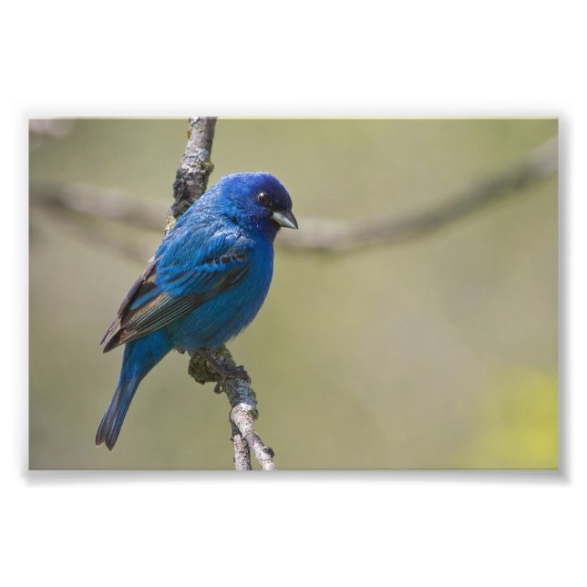 Indigo Bunting Perché Au Soleil : Photo (Devant)