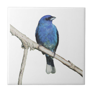 Indigo Bunting Tile
