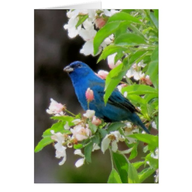 Indigo Bunting with Blossoms (Front)