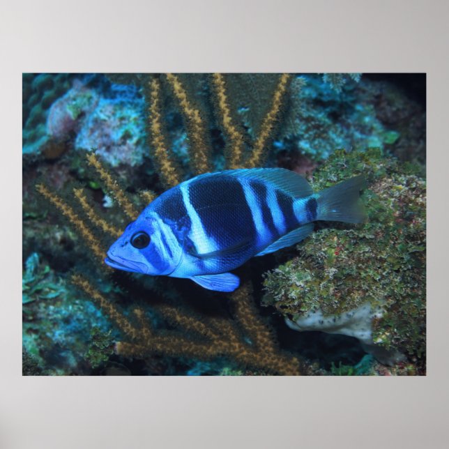 Indigo Hamlet Poster (Front)