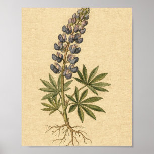 Indigo Lupine Botanical Flower Art Poster