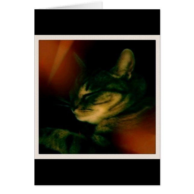 Indigo Naptime Closeup (Front)